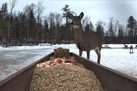 Brownvilles Food Pantry For Deer